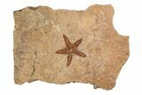 1.95" Ordovician Starfish (Petraster?) Fossil - Morocco - #203526-1